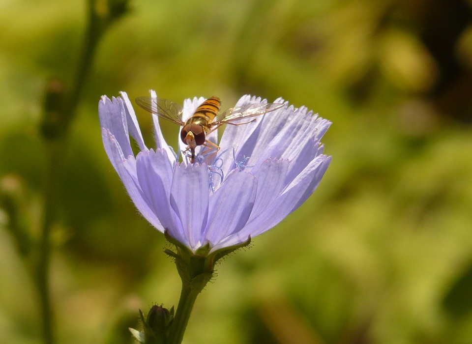 winter florea, fly, hoverfly