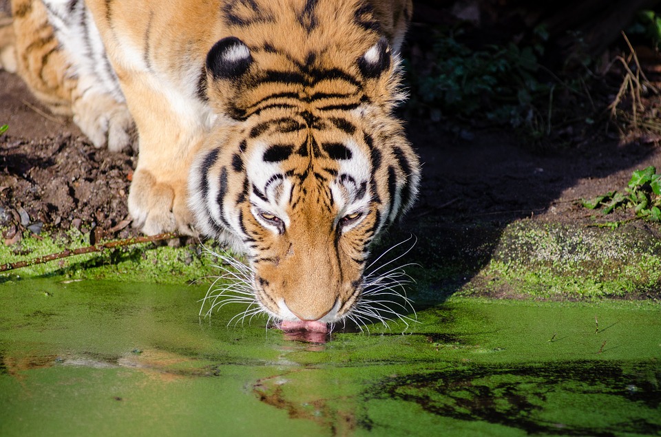 tiger, drinking, pool