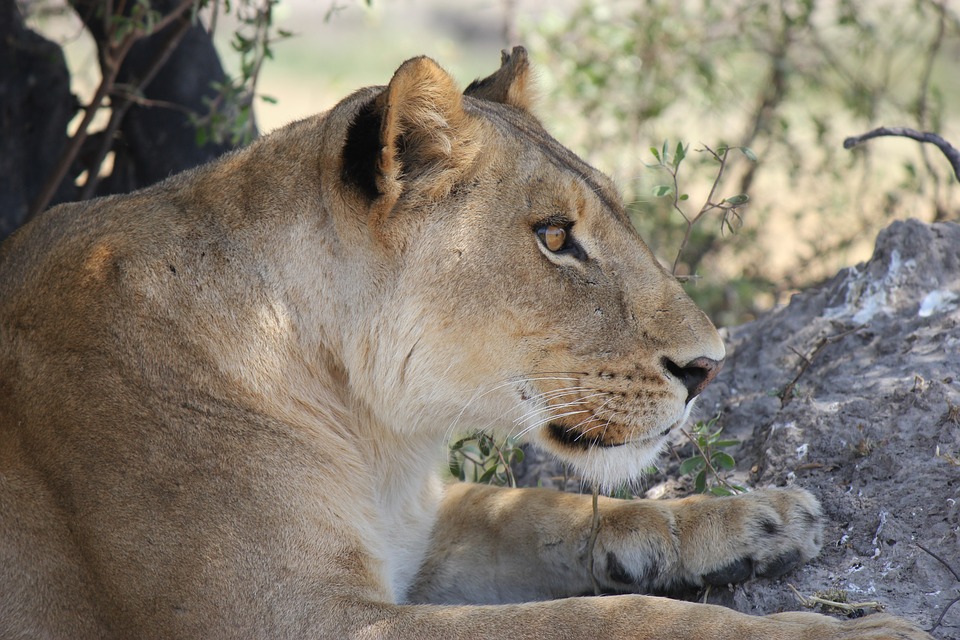 lioness, africa, safari