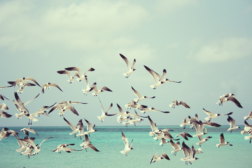 seagulls, beach, bird