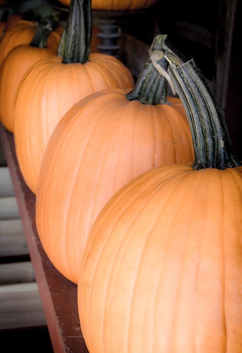 halloween, pumpkins, autumn