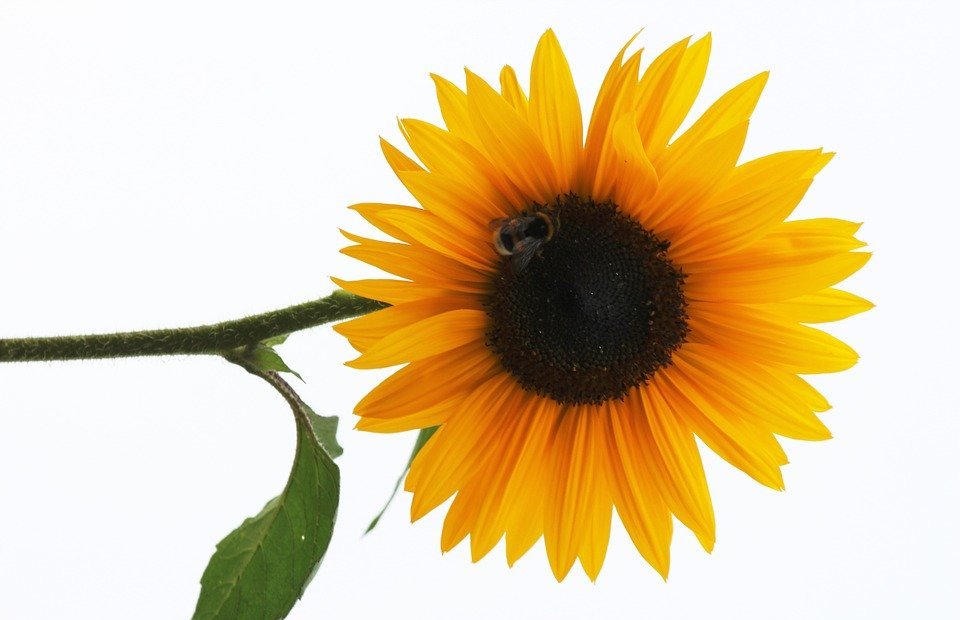 sunflower, flower, blossom
