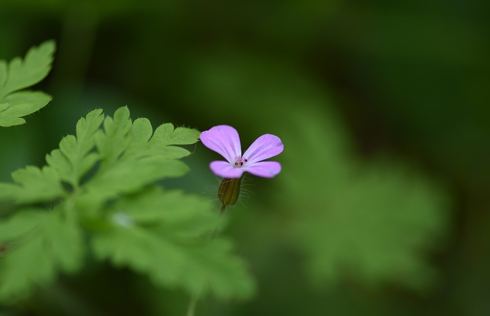 flower, small, herb-robert