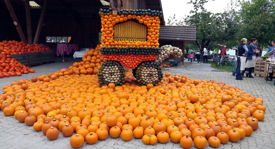 pumpkin, thanksgiving, harvest