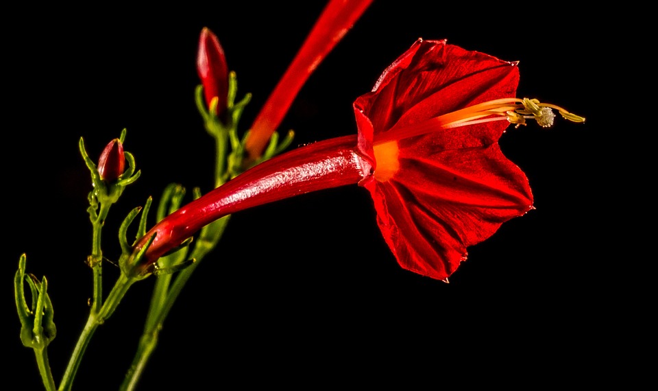 small flower, flower, red