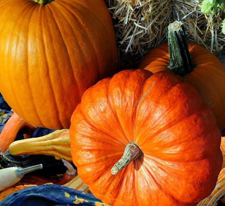 pumpkin, thanksgiving, autumn