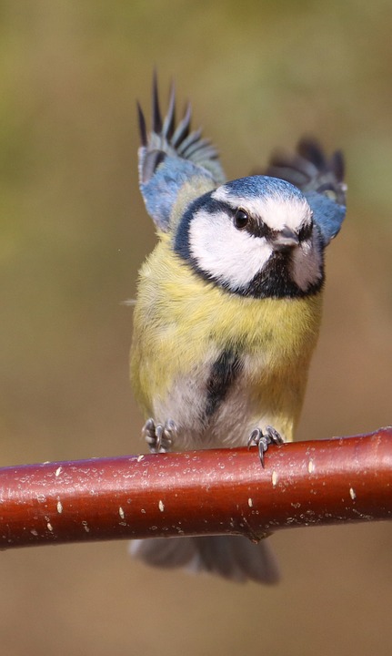 blue tit, garden bird, flying