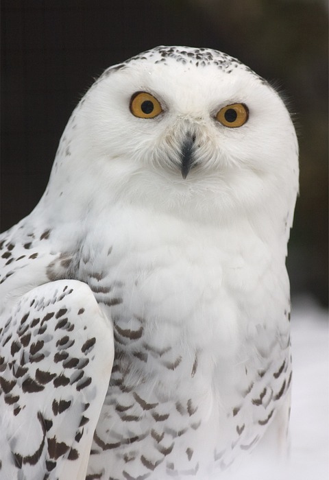 snowy owl, owl, zoo