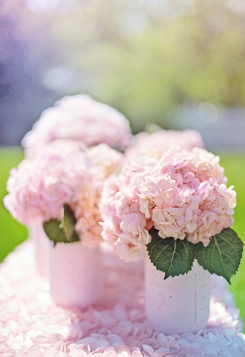 hydrangeas, pink hydrangeas, bouquets