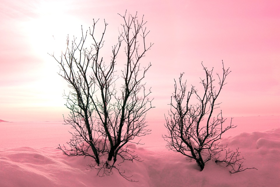 trees, winter, snowy