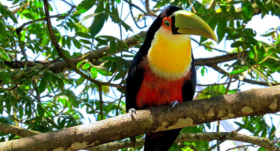 toucan, bird, tree
