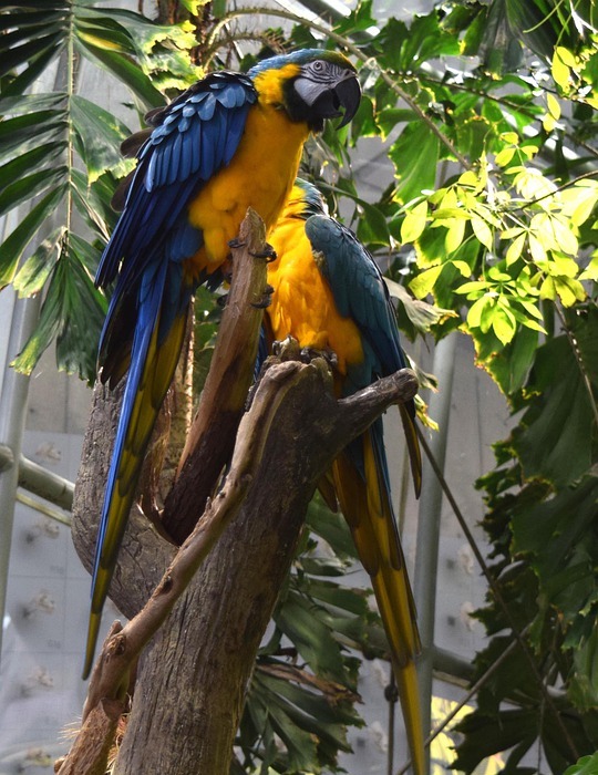 parrots, birds, colorful