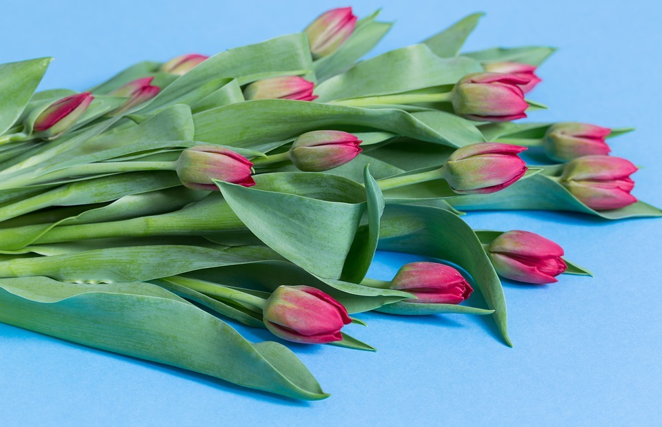 happy birthday, happy mothers day, tulips