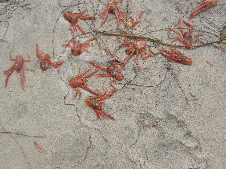 baby lobsters, lobsters, sand
