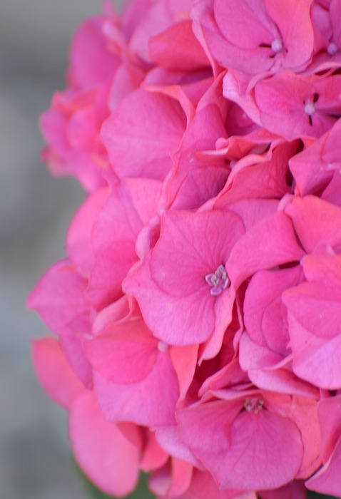 flower, pink, hydrangea