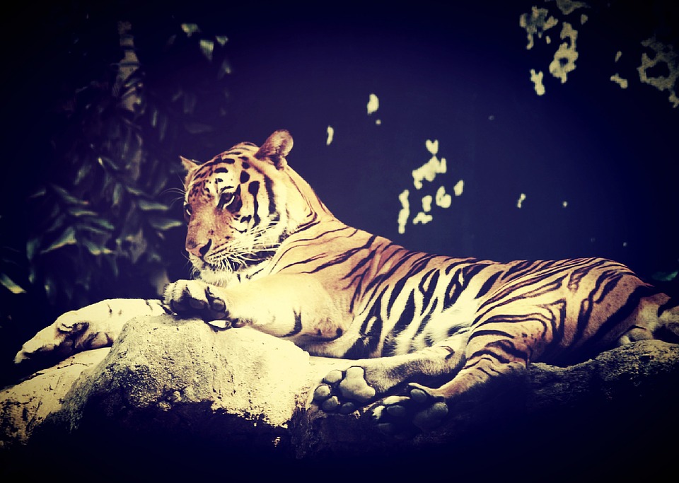 tiger, india, animal