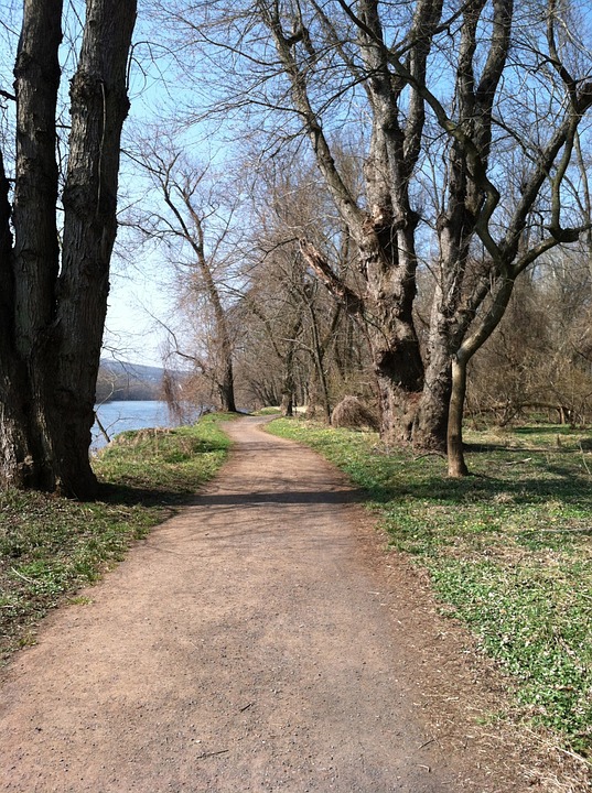 trail, spring, trees
