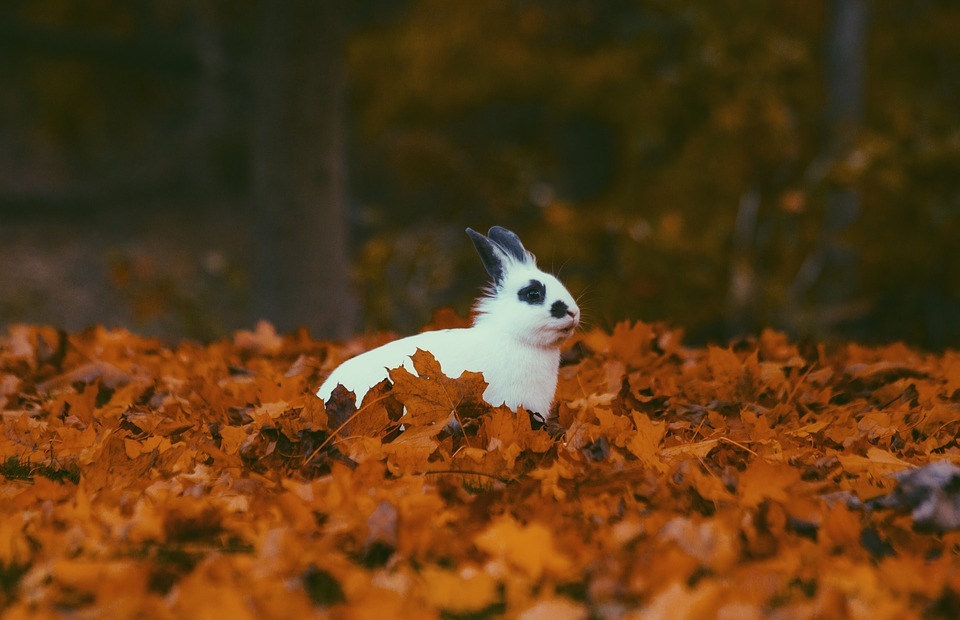 leaves, fall, autumn