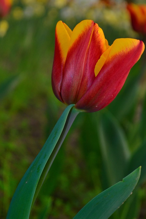 tulip, only, green