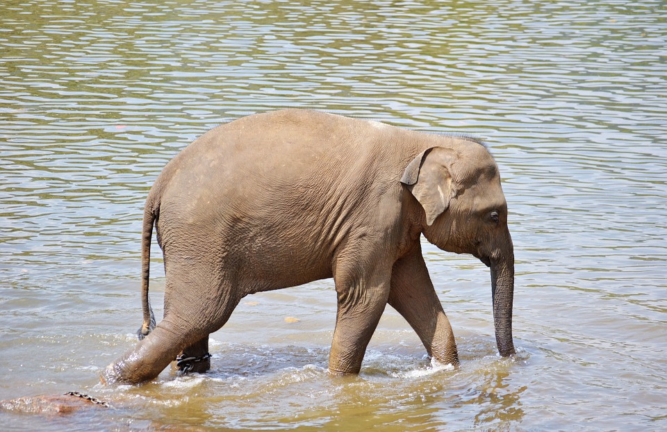 baby elephant, elephants, bath