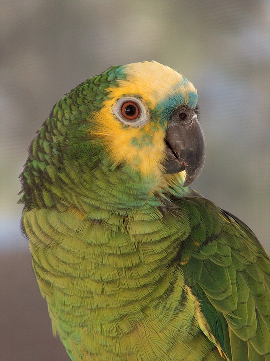 amazon blue front parrot, portrait, bird