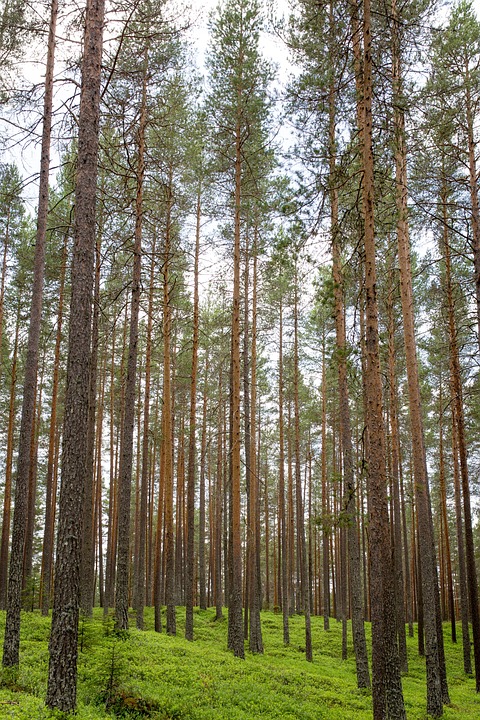 forest, trunks, vertical