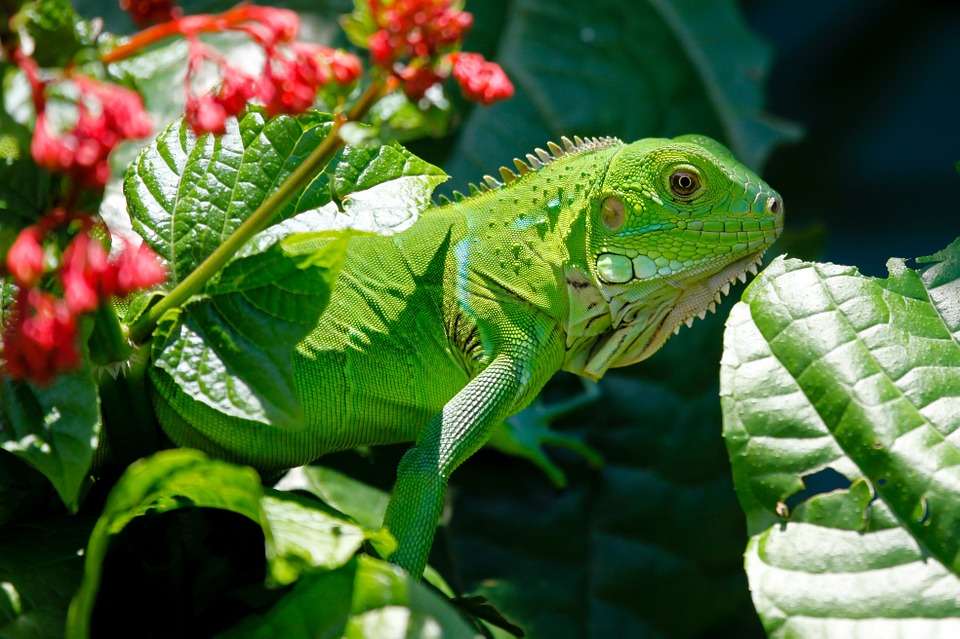 iguana, reptile, animals