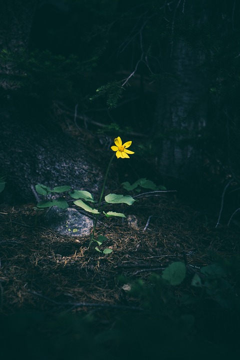 yellow, flower, forest