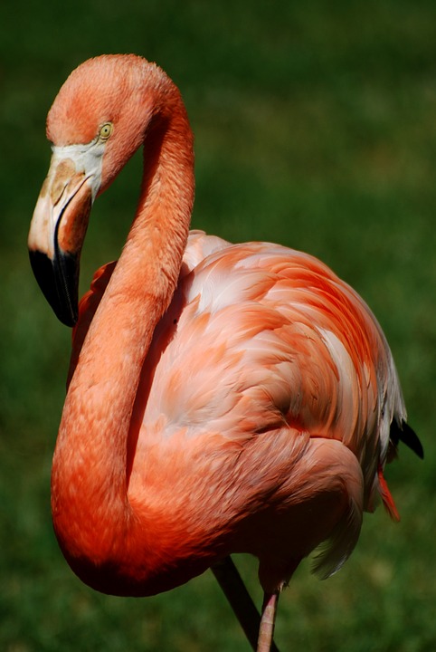 flamingo, bird, stately