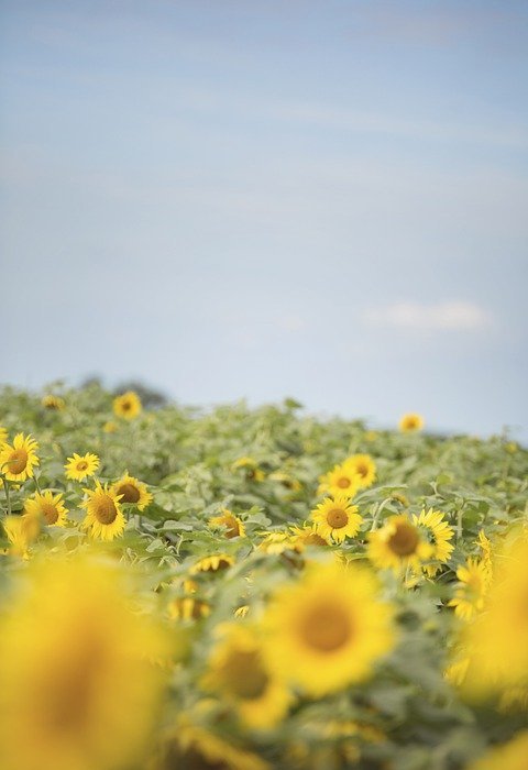 sunflower, field, sun
