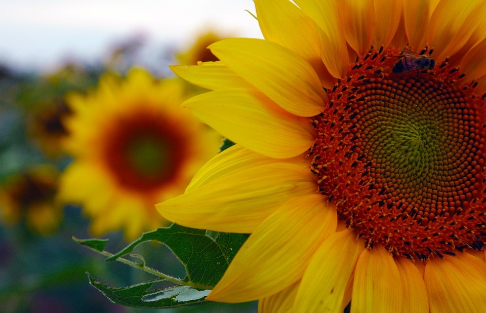 sunflower, nature, beauty