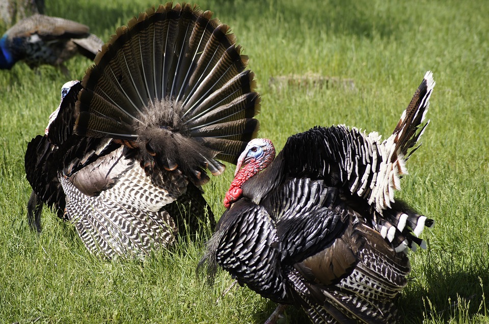 turkey, thanksgiving, bird