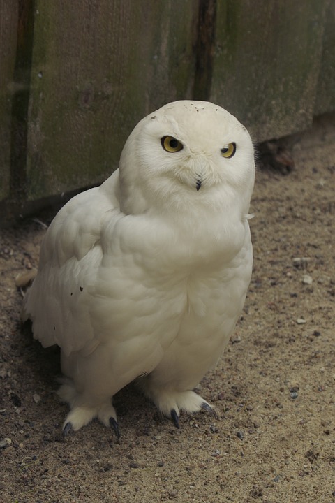 snowy owl, bubo scandiaca, bird
