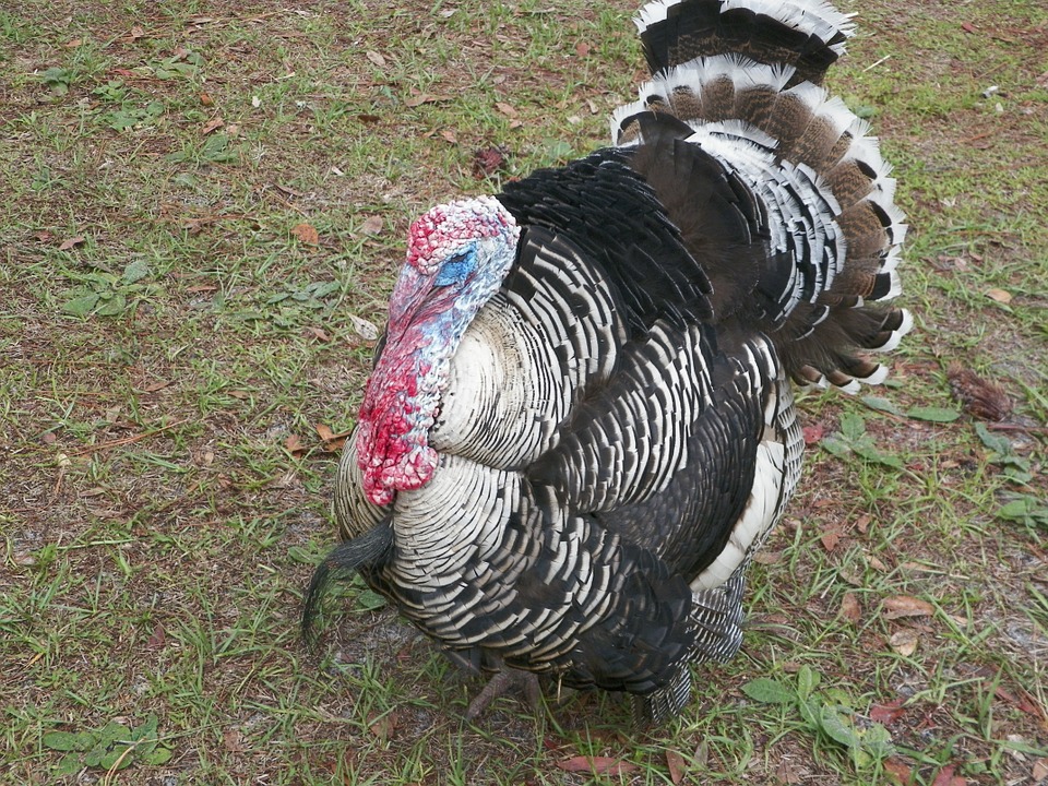 turkey, thanksgiving, traditional