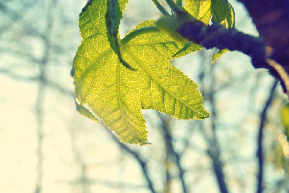 leaf, wine, nature