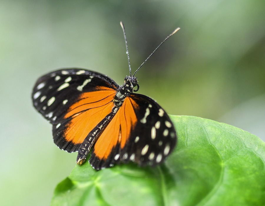 butterfly, exotic, hécalé