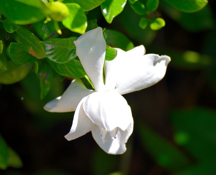 gardenia flower, floral, white