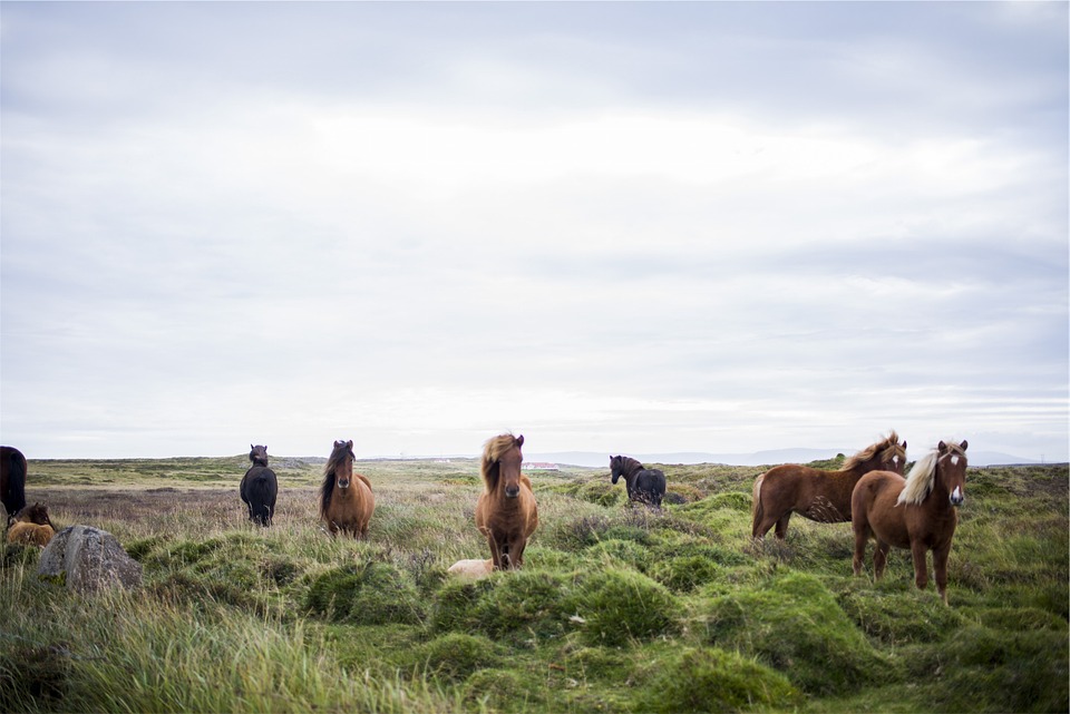 horses, iceland, icelandic