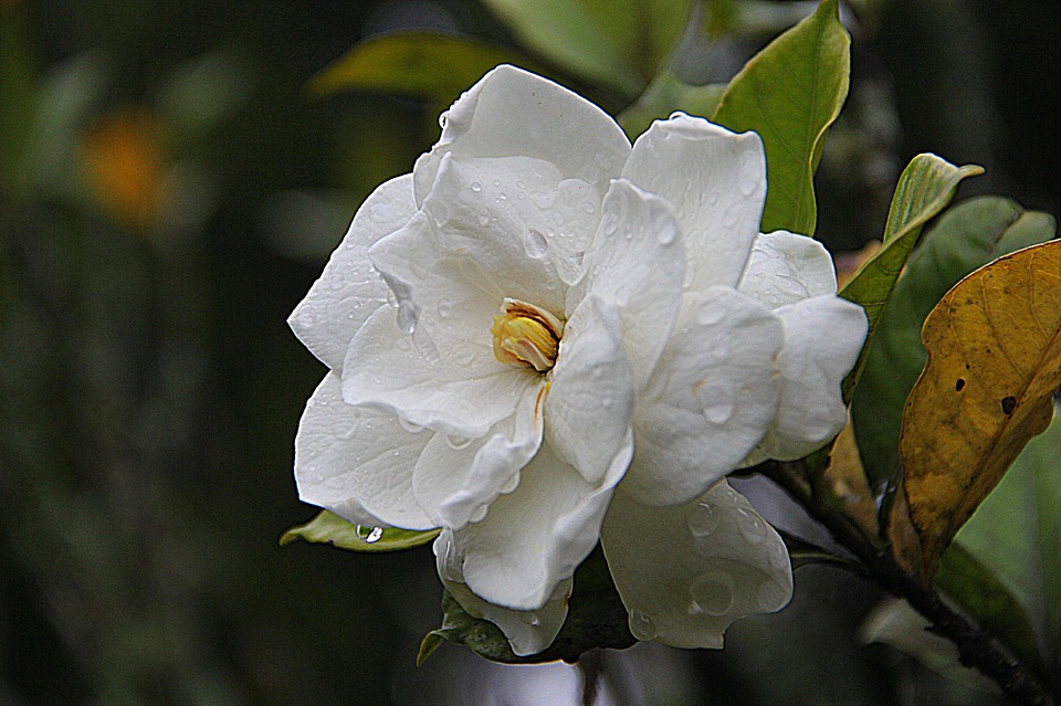 gardenia, floral, plant