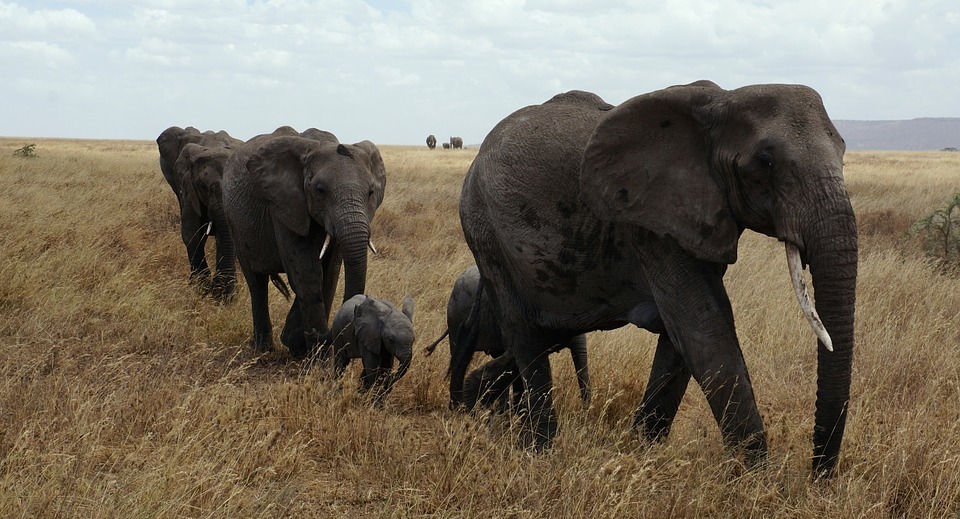 elephant, serengeti, national park