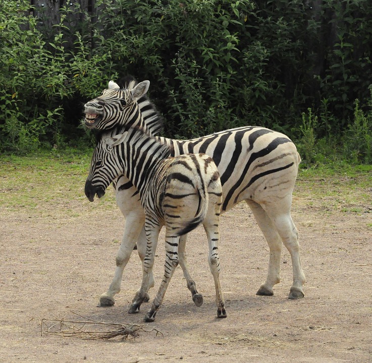 zebra, baby, zebra stripes