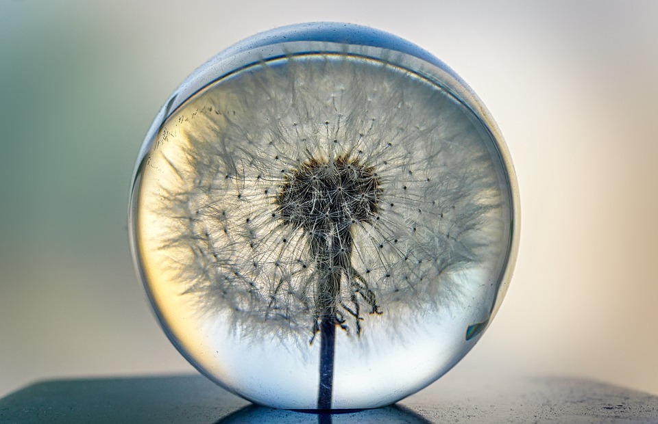 object, glass ball, dandelion