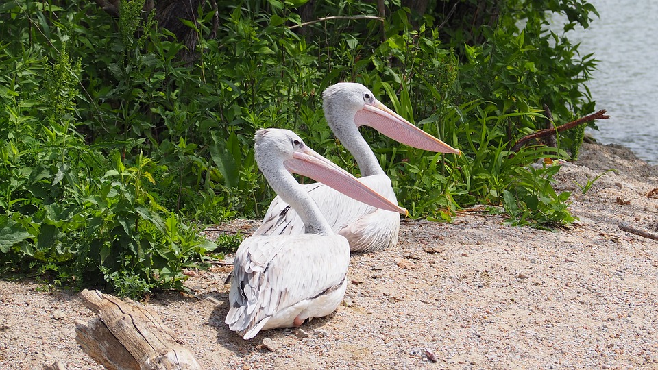 pelican, bird, water