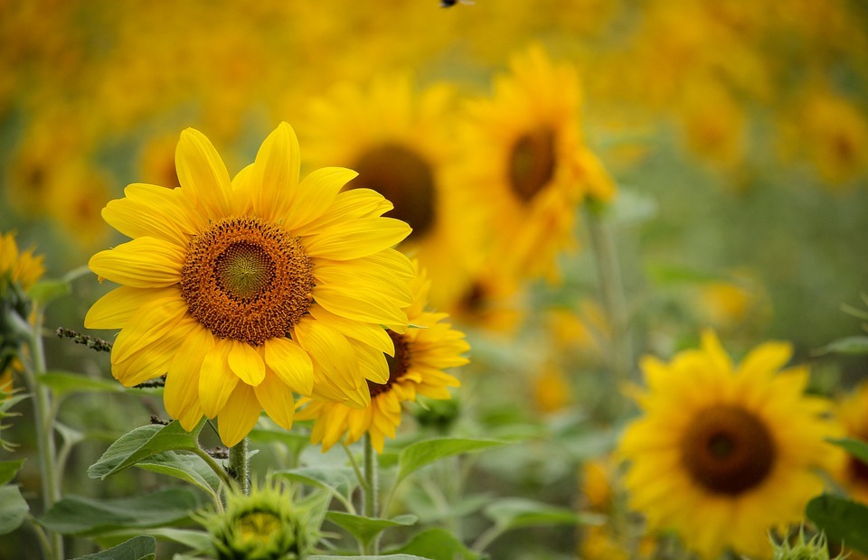 sunflower, yellow, flowers