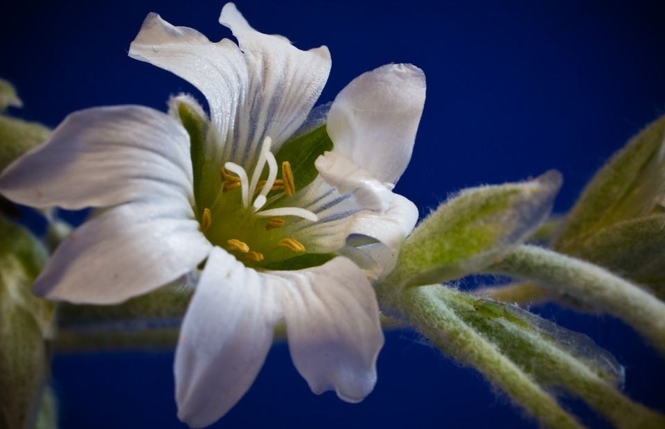 cerastium tomentosum, small flowers, white