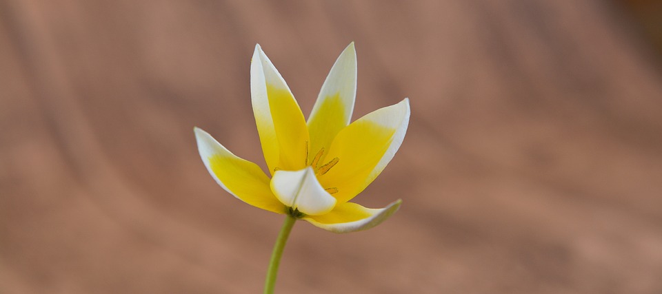 star tulip, small star tulip, spring flower