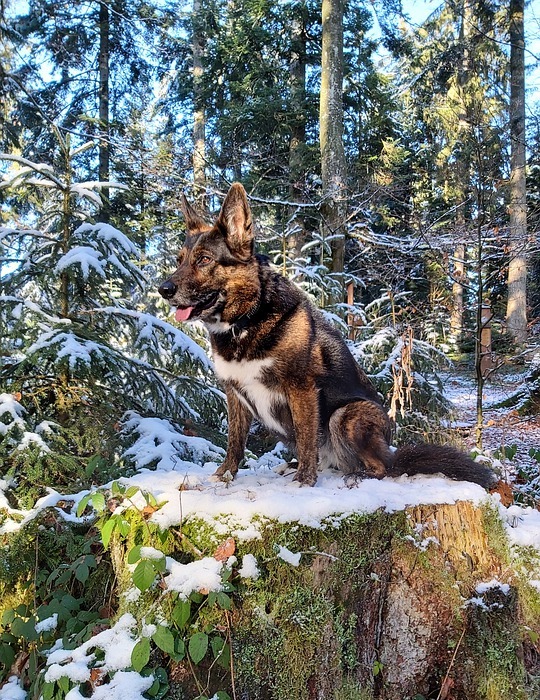 winter forest, snowy, dog