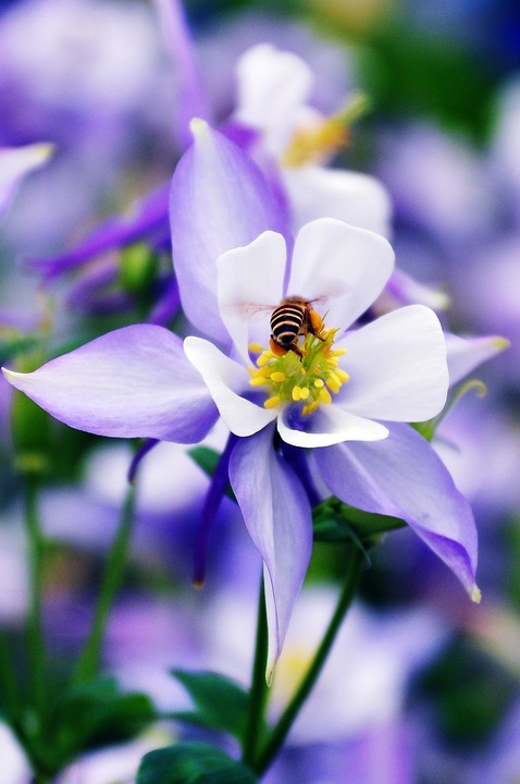 flower, bee, nature
