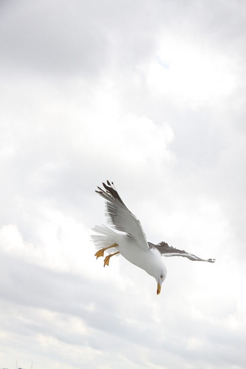 seagull, bird, wings