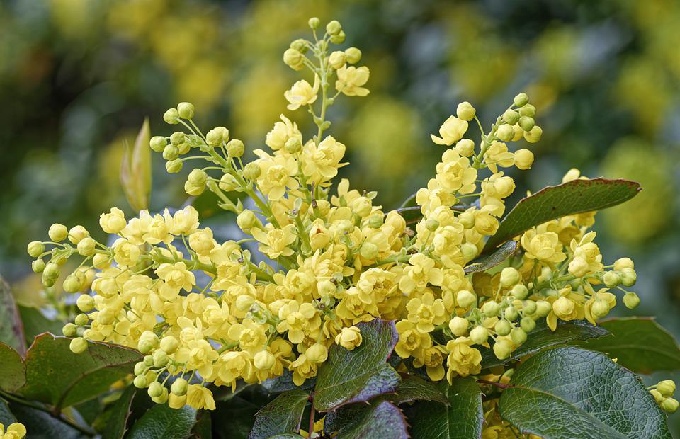 flowers, small flowers, yellow flowers